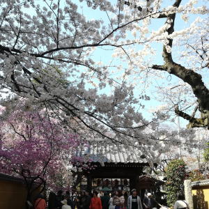 お花見 cherry blossom viewing