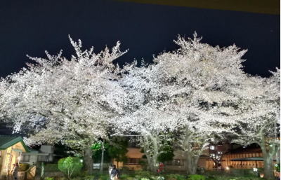 ライトアップされた夜桜 illuminated cherry blossoms