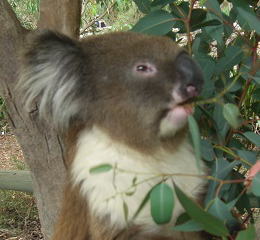 コアラが笹を食べてる
