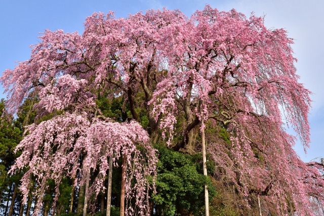 福島県三春の滝桜