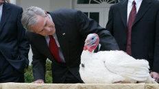 Thanksgiving Day（感謝祭）は、アメリカとカナダの祝日のひとつ。七面鳥の日（Turkey Day）とも呼びます。
